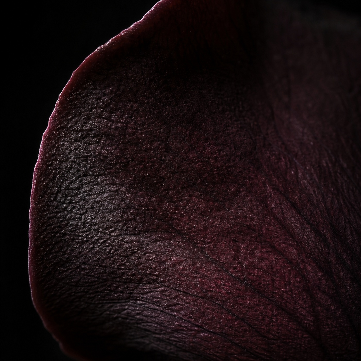 Black rose